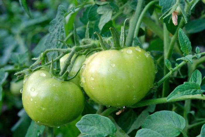 калории в домати и краставици