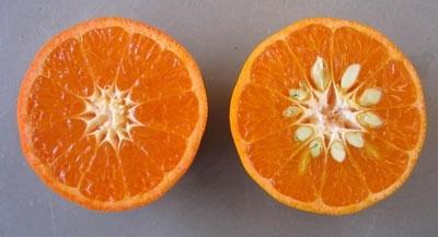 quante calorie in 1 mandarino