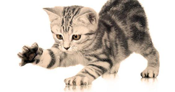 Kolik prsty má kočka na svých zadních nohou