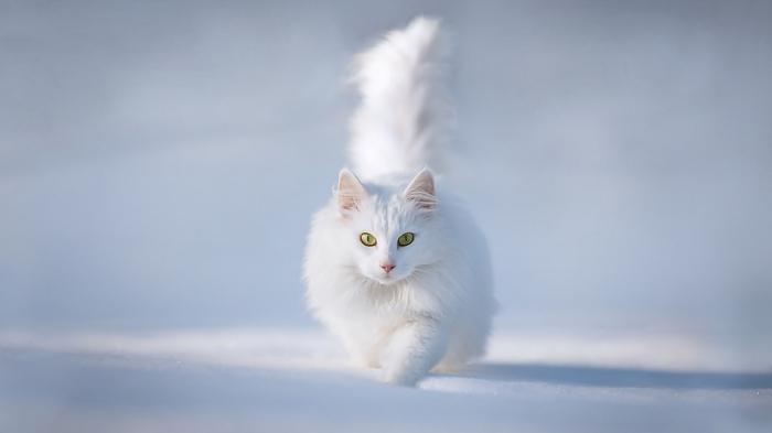 колко живеят персийски котки