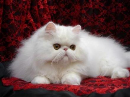 kolik perských koček žije
