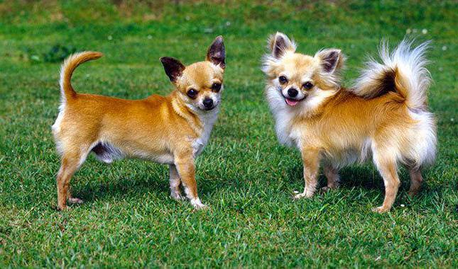 Koliko let so Chihuahuas živeli