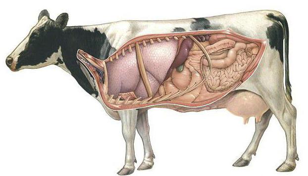 колко крави имат стомаси