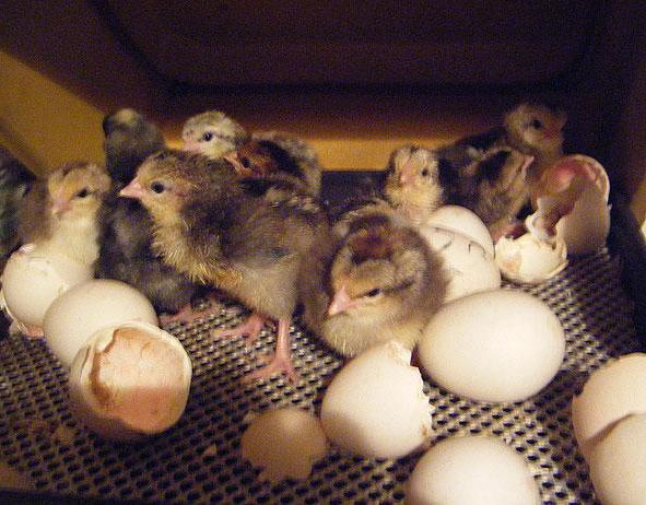 kolik dní kuřata vylíhne vajíčka