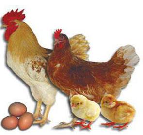 kako dolgo kokoš se izleže jajca