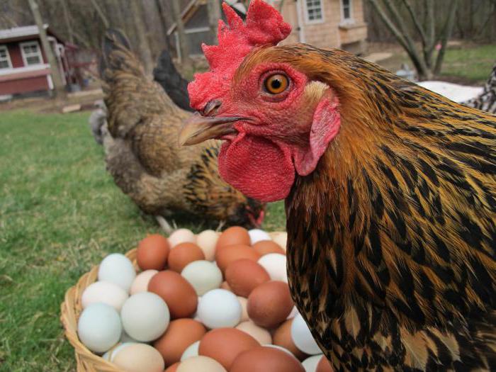 kolik má vaječné kuřecí maso maximum