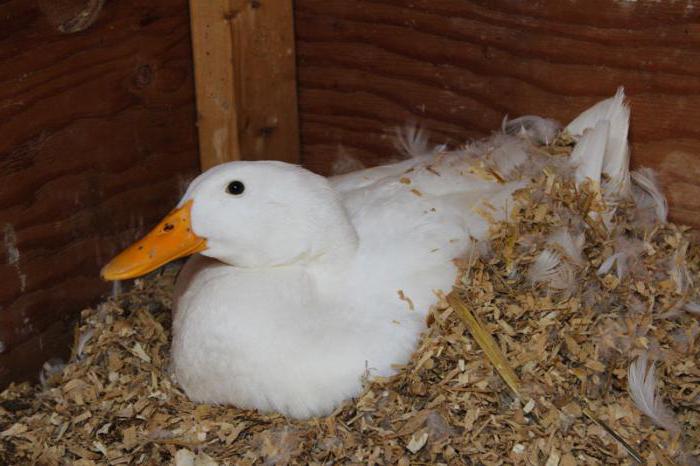 koliko piščancev se izležejo v inkubatorju