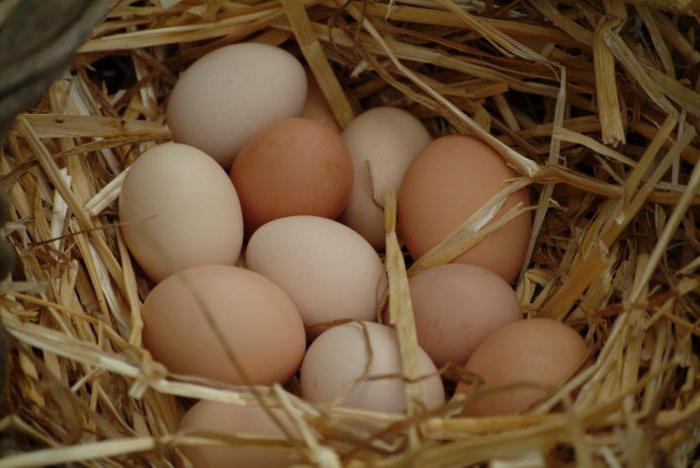 kolik kuřat pokrývá vajíčka