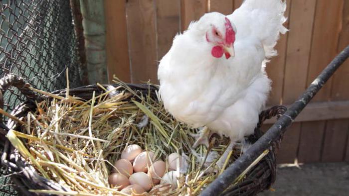 колико дуго пилетина инкубира јаја