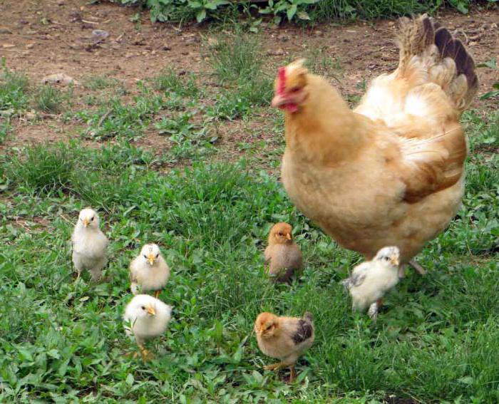 quante uova di gallina al pollo