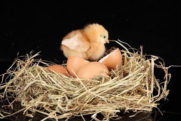 kolik týdnů kuře inkubuje vajíčka