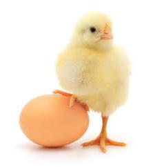 koliko je jaja pohranjeno