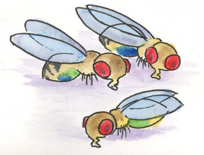 koliko mušica živi