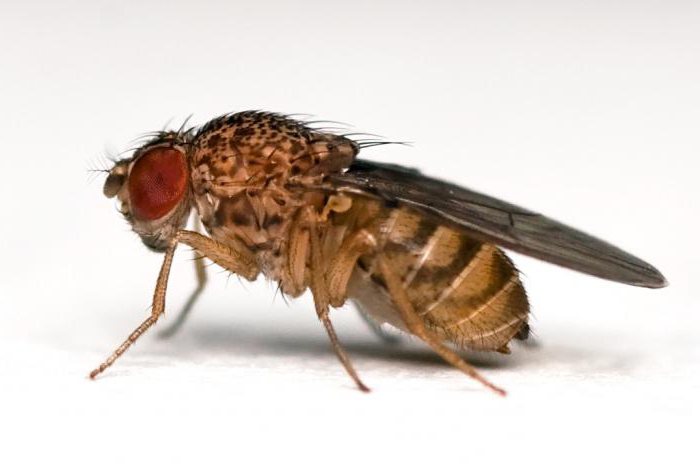 koliko mušica živi i kako ih se riješiti