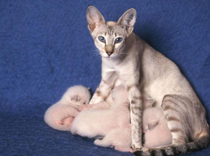okres ciąży u kotów