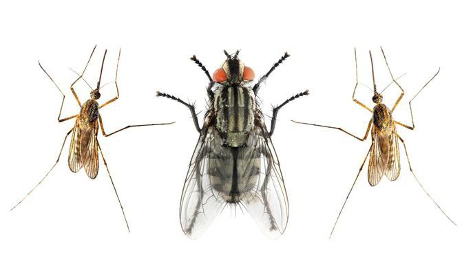 koliko živih muh in komarjev