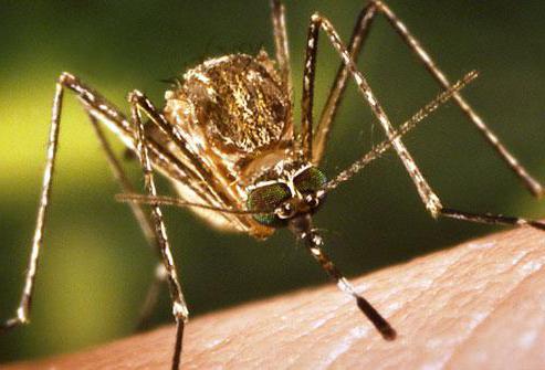 ilu komarów żyje