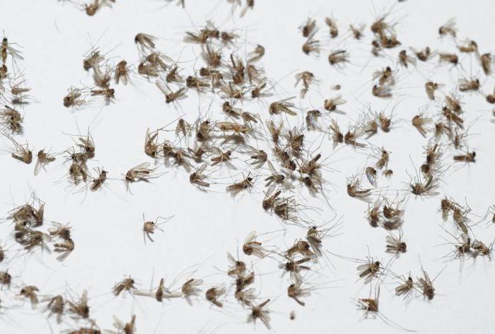 koliko komarjev živi v stanovanju