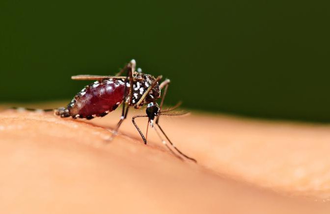 колко комари живеят без кръв