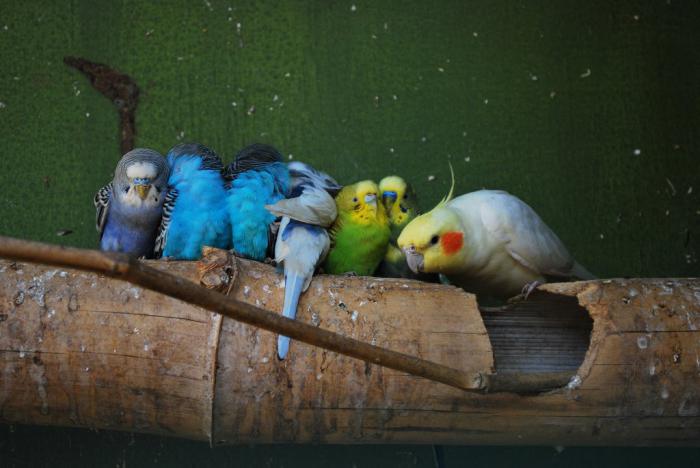 Corella pappagalli quanto vivono