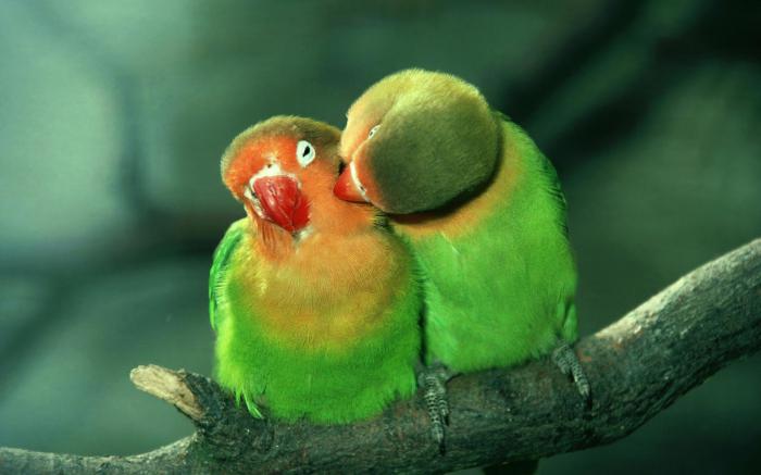 ljubiteljske papige, koliko živijo