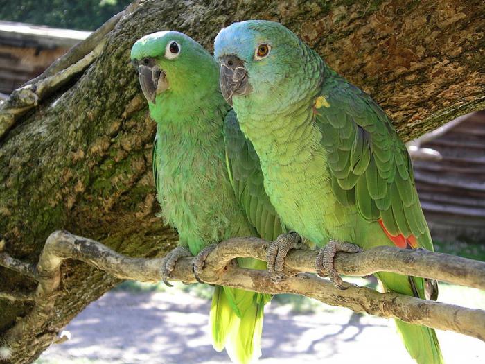 снимка на папагали