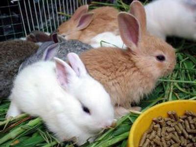ile królików żyje