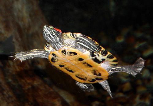 żółwie czerwonolice ile żyć