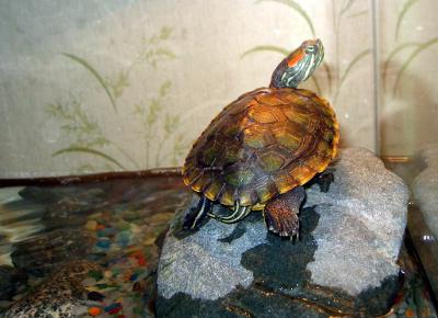 ile żyją żółwie domowe