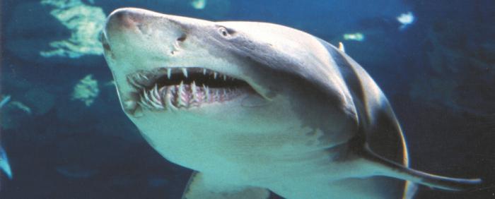 колко зъби от акули