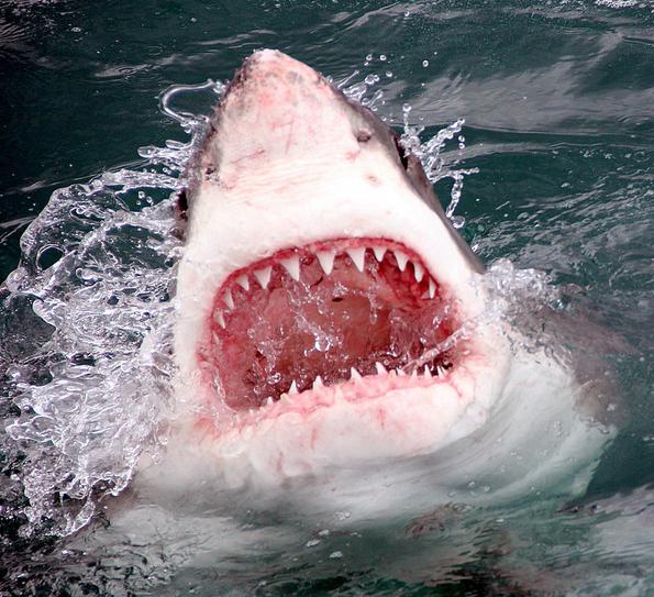 koliko zob ima kitov morski pes