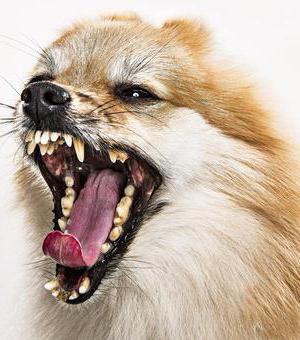 Kolik zubů má chihuahua pes