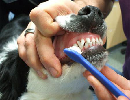 Kolik zubů má pes?
