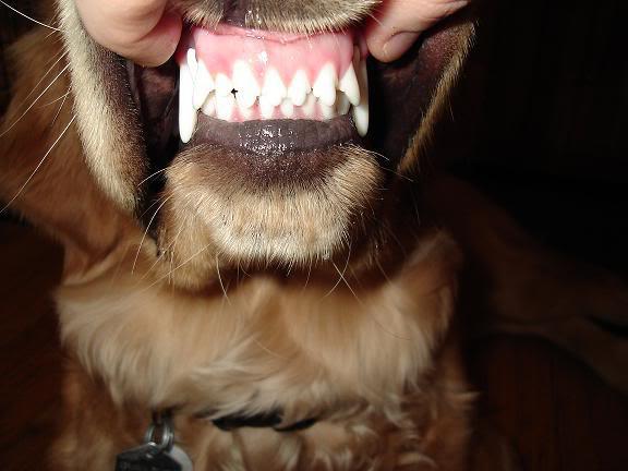 Kolik zubů má pes po všech zubech?