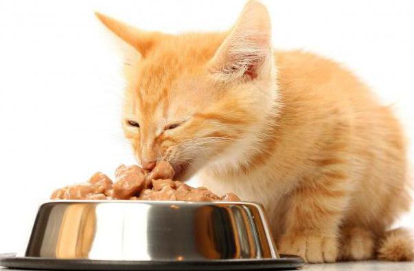 ile razy dziennie potrzebujesz karmić kota