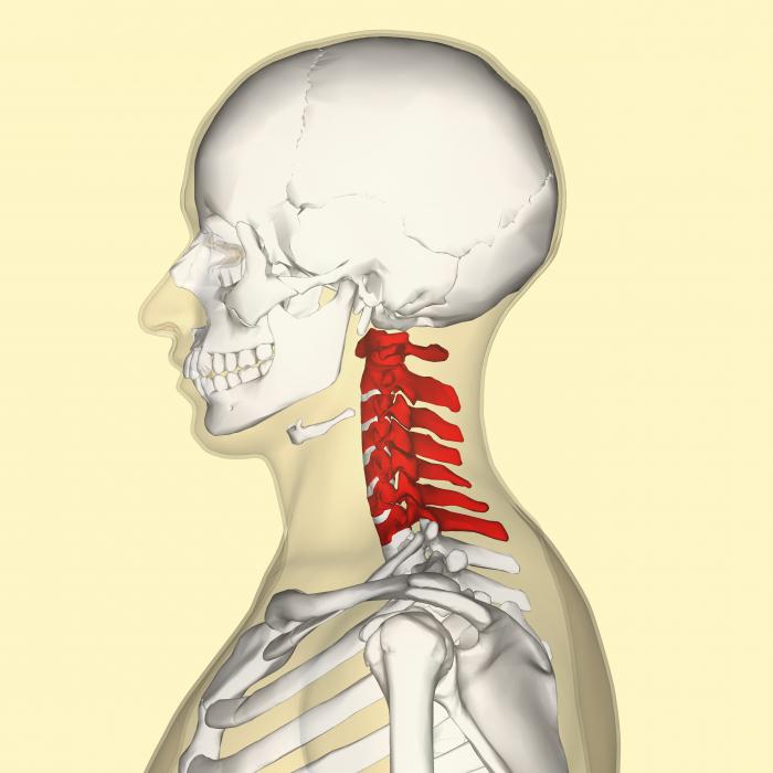 Kolik cervikálních vertebras má osoba?