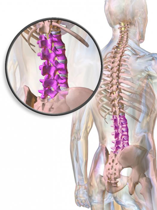 Quante vertebre nella colonna vertebrale di una persona