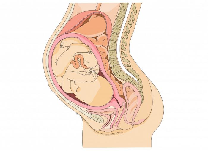 како се беба креће у стомаку