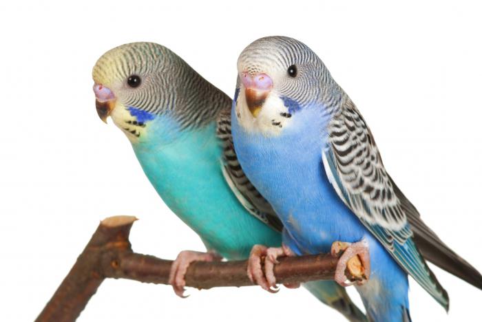 kolik let trpí zvlněné papoušky