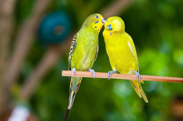 колко дълго живеят вълнообразни папагали