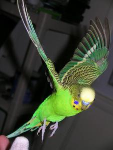 ženský zvlněný papoušek