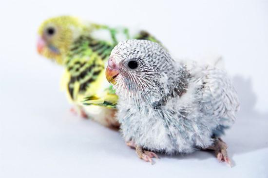 домашно вълнообразен папагал