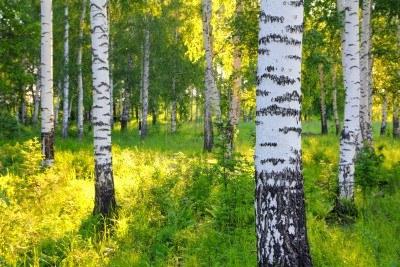 Koliko let živi breza