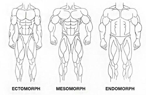 Srovnání tělesných typů