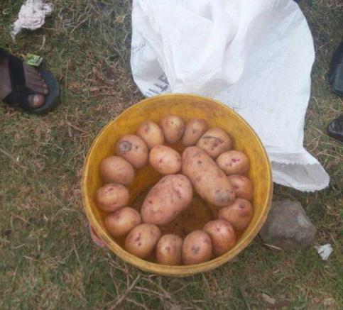 kolik váží pytel brambor