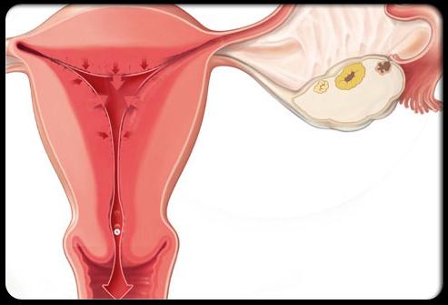 processo di ovulazione