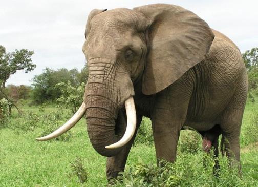 ile waży słoń