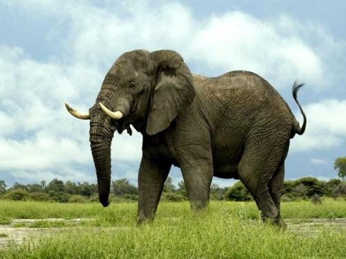 elefante della savana