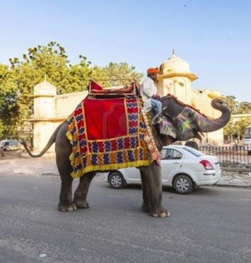 Kolik slona váží indický