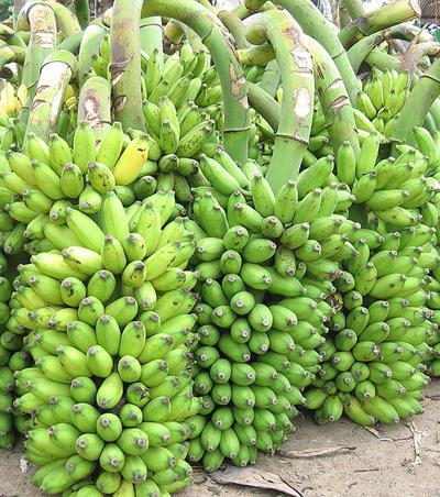 kolik bílkovin je v banánu